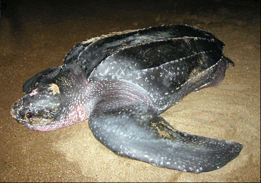 Leatherback Turtle Watch - Senorita Casitas
